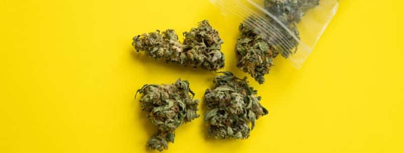 Indica vs Sativa