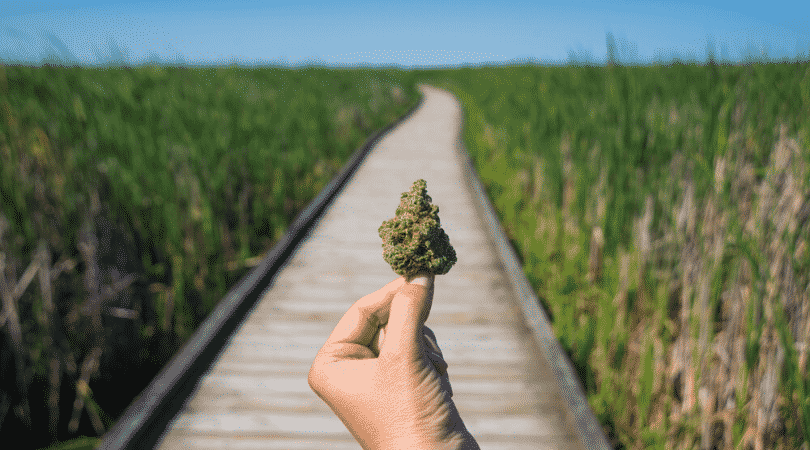 weedsmart_image_Marijuana Everything You’ve Been Afraid to Ask