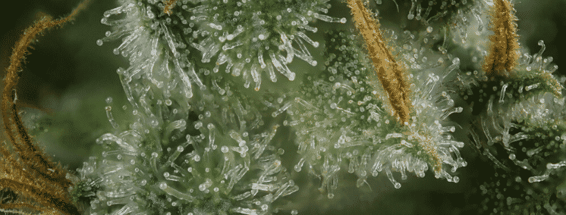 Terpenes