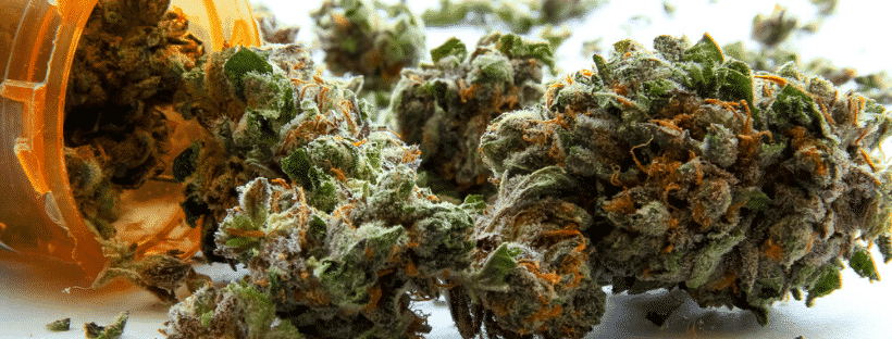 What is Cannabis Sativa