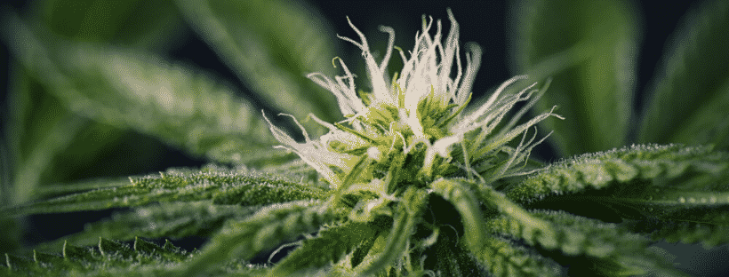 Autoflowering