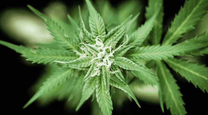 weedsmart_image_Cannabis Ruderalis