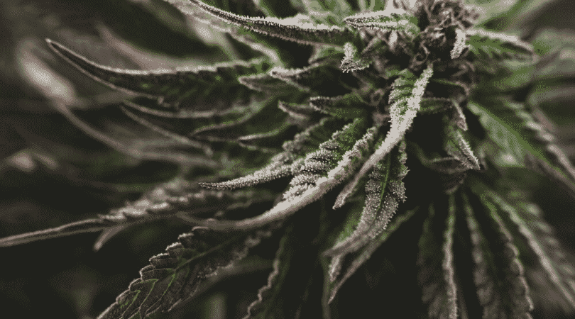 weedsmart_image_Everything You Need to Know About Cannabis Indica
