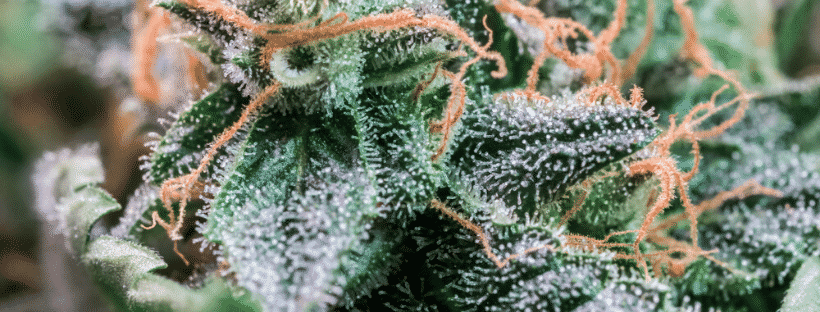 History of Cannabis Indica