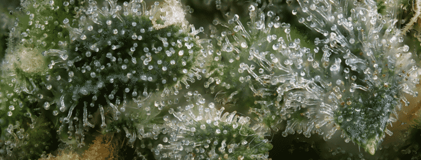 Pay Attention to Terpenes As Well