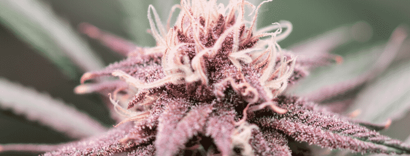 Purple Kush