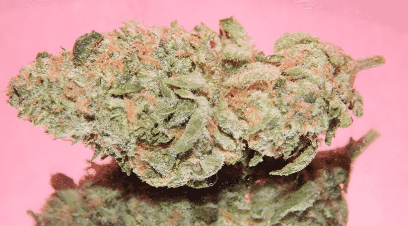 weedsmart_image_Strain Review: Girl Scout Cookies
