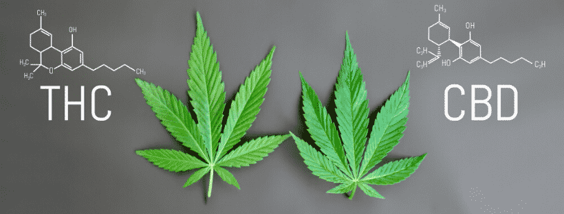 CBD and THC