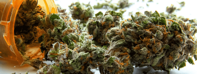 What to Do If You Think It Is Marijuana