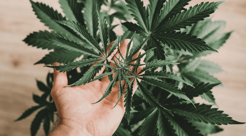 weedsmart_image_7 Steps to Grow Awesome Indica Marijuana
