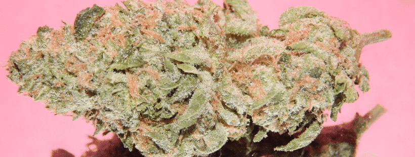 Girl Scout Cookies