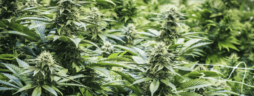 Keep Your Plants Healthy