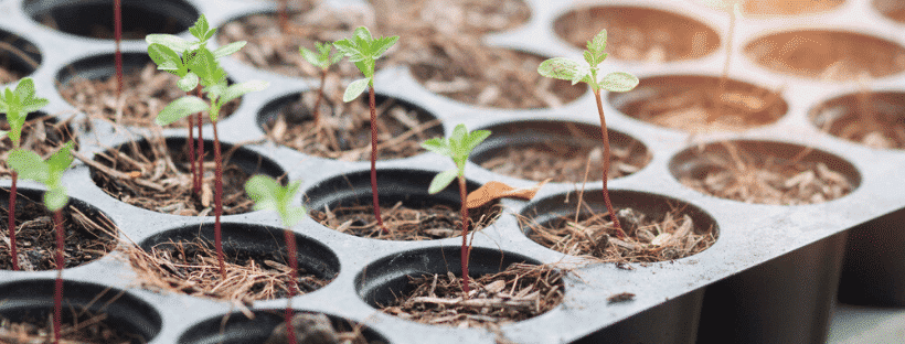 Prepare Your Grow Zone
