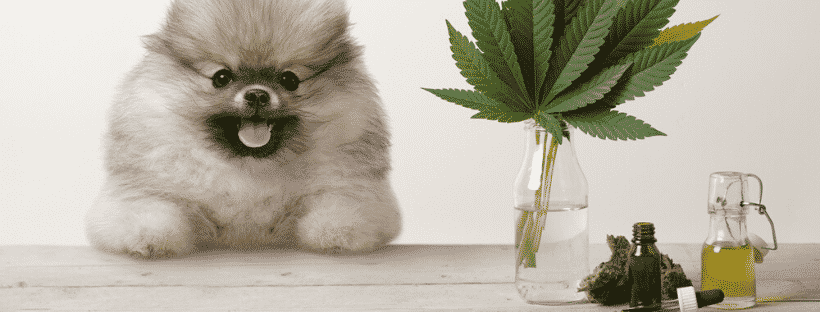 Is CBD Safe For Pets