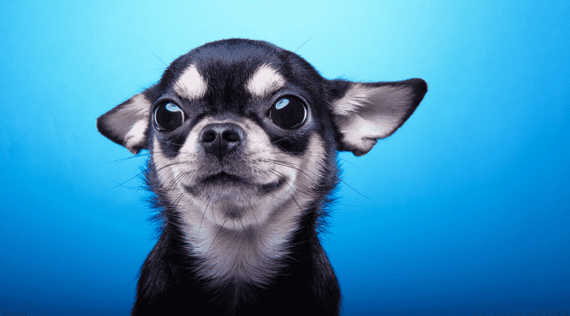 weedsmart_image_The Right Way To Introduce CBD To Your Pets