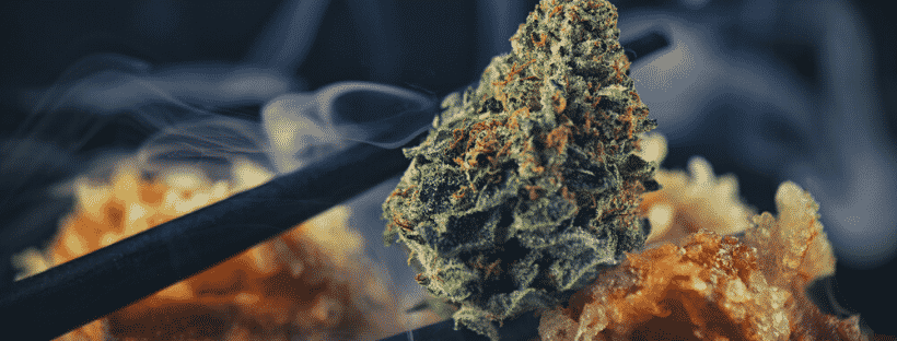 Effects of Black Tuna Kush