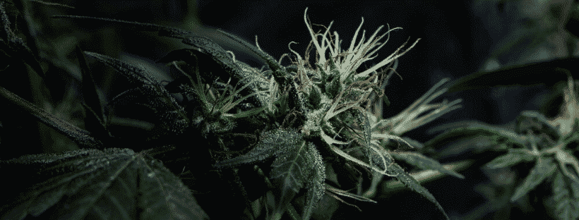 Growing Information