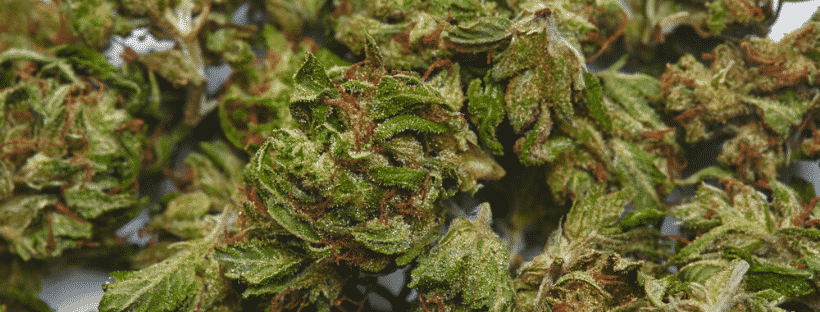 Sour Diesel 