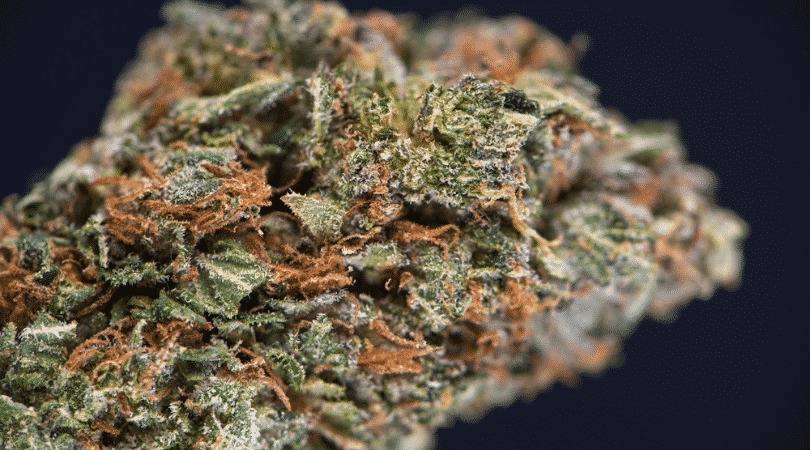 weedsmart_image_Strain Review Black Tuna Kush
