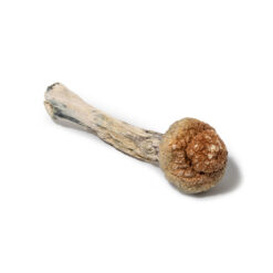 weedsmart_image_Golden Teacher