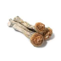 weedsmart_image_Golden Teacher
