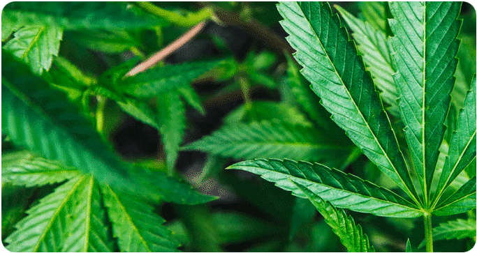 weedsmart_image_Buy marijuana online