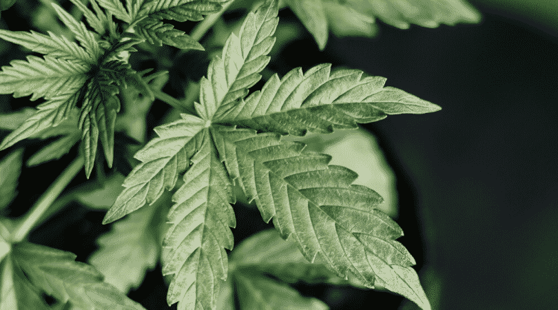 weedsmart_image_How Long Does a Marijuana High Last