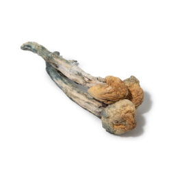 weedsmart_image_Blue Meanie