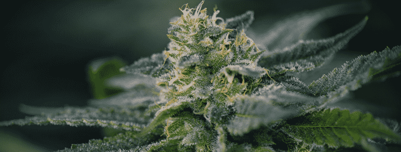Cannabis Anatomy
