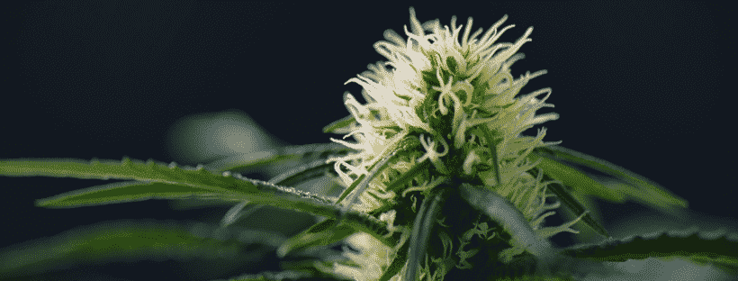 The Pistil Method of Harvesting