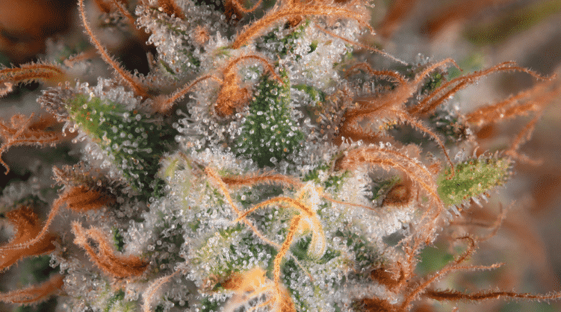 weedsmart_image_What Are the Tiny Red Hairs on Marijuana