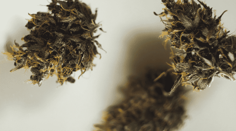weedsmart_image_The Best Exotic Cannabis Strains in Canada