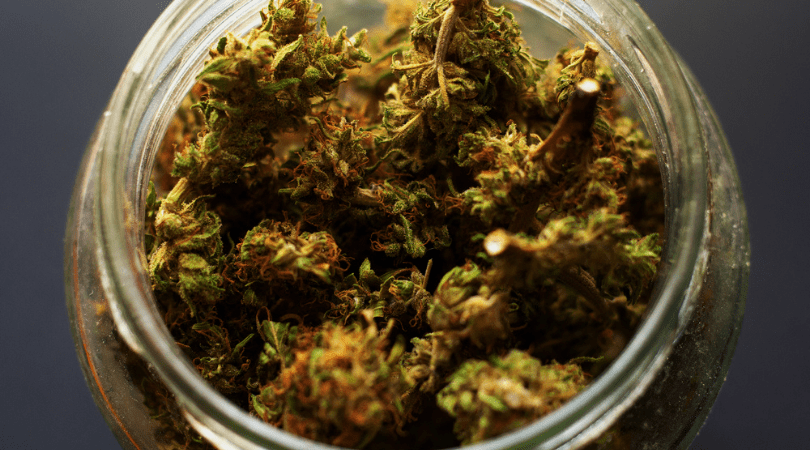 weedsmart_image_Granddaddy Purple Strain Review
