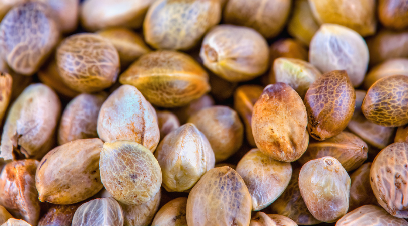 weedsmart_image_The Best and Most Popular Cannabis Seed Strains of 2021