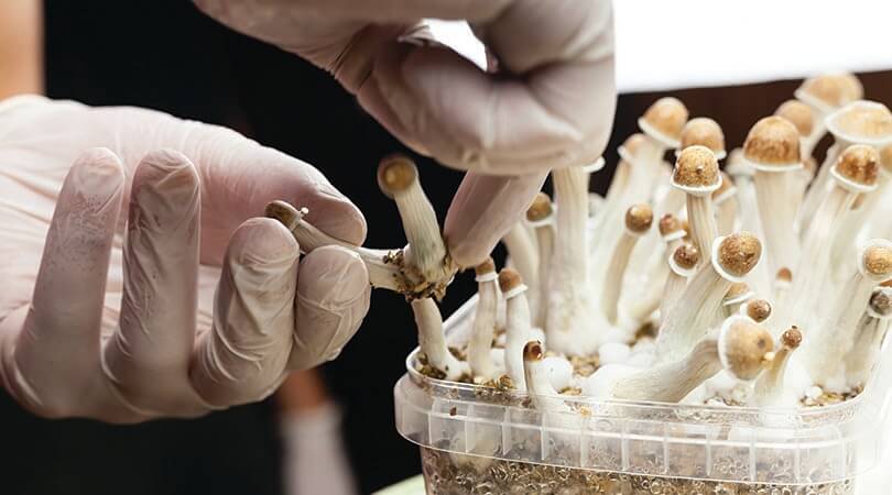 weedsmart_image_How to Grow Magic Mushrooms