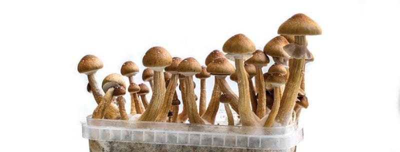 Magic Mushroom Growing Kit