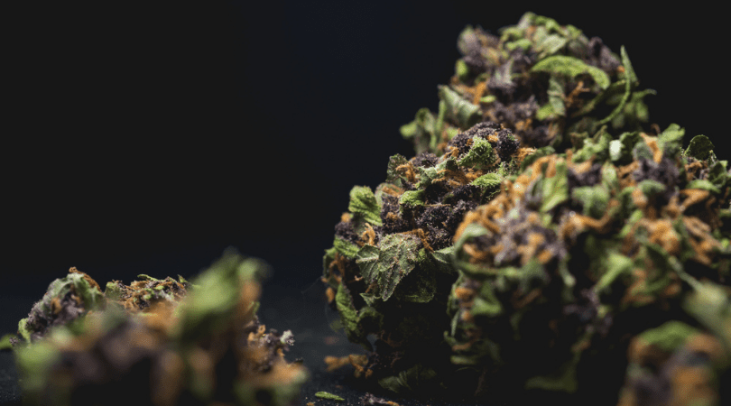 weedsmart_image_4 Canadian Cannabis Strains to Help You Stay Productive This Spring
