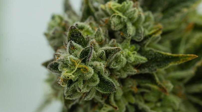 weedsmart_image_What is Kush Weed
