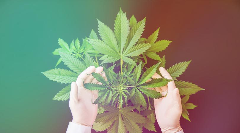 weedsmart_image_What is the Difference Between Indica and Sativa