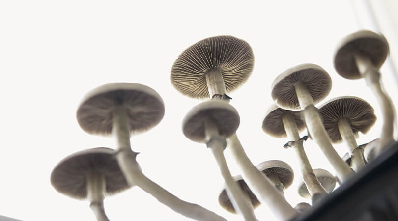 weedsmart_image_How Long Do Shrooms Last