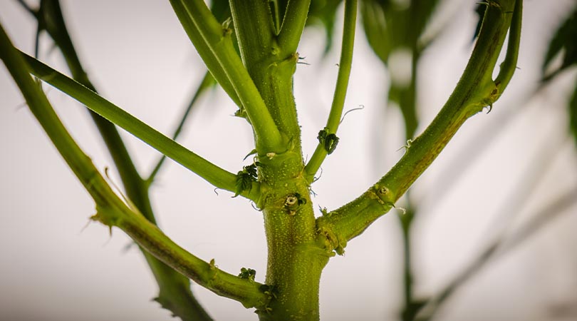 weedsmart_image_What To Do With Weed Stems