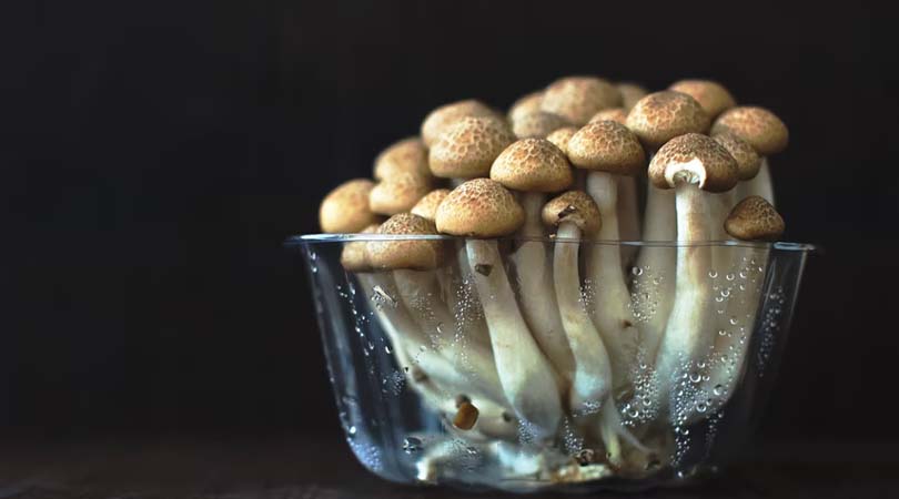 weedsmart_image_How Long Does a Shroom Trip Last 1