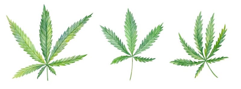 What To Do with Marijuana Leaves?