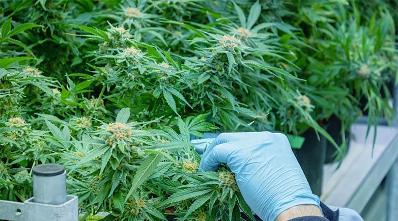 weedsmart_image_What To Do with Marijuana Leaves