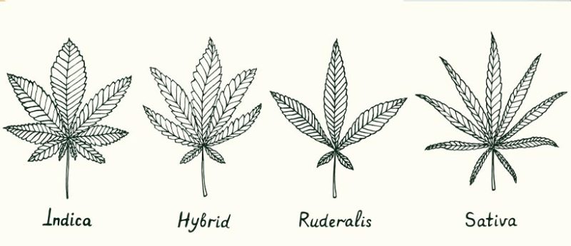 different types of weed