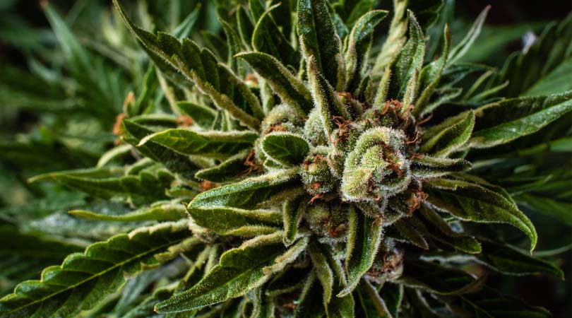 weedsmart_image_Different Types of Weed