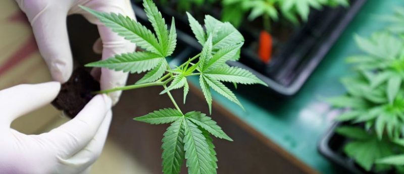 different types of weed