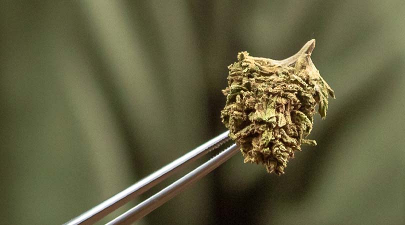 weedsmart_image_Weed Decarboxylation