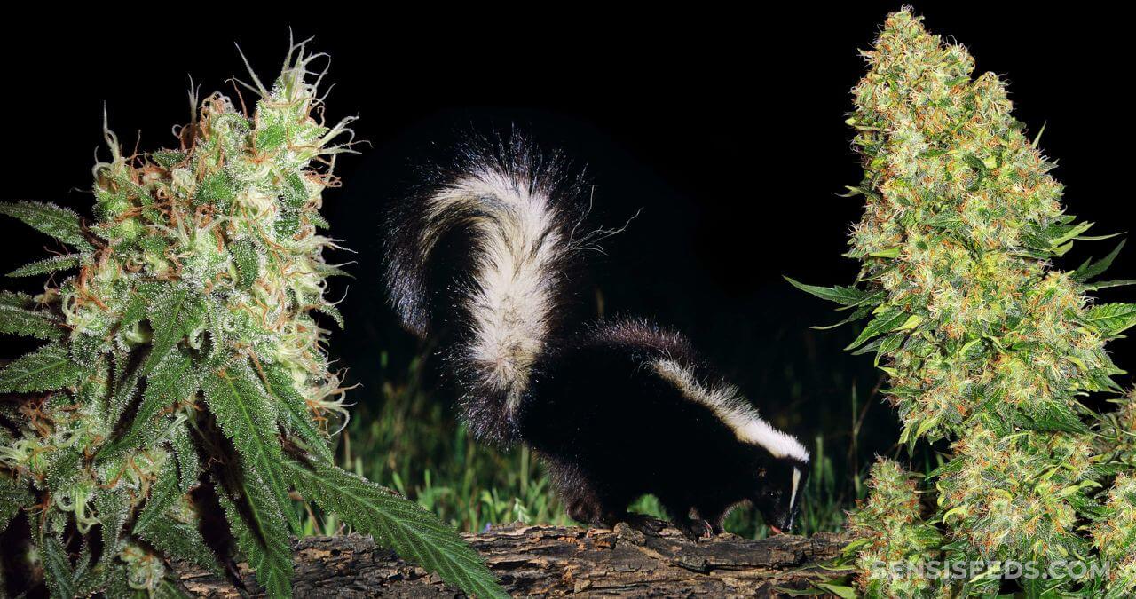 weedsmart_image_What is Skunk Weed