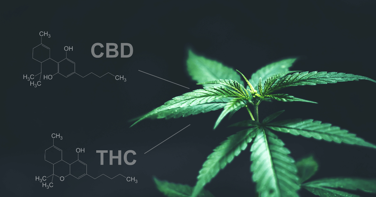 weedsmart_image_Difference Between CBD and THC
